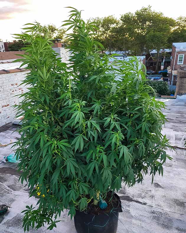 Куст Runtz Punch на цветении