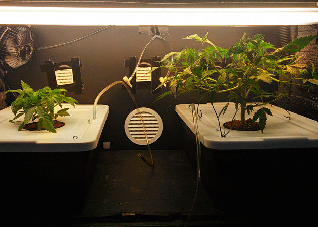 2 куста конопли