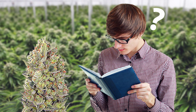 Уровень ТГК в сортах для начинающих гроверов Количество ТГК в сортах для начинающих гроверов