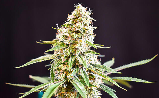 Куст Jealousy Kush от Seedkeepers на 15 неделе