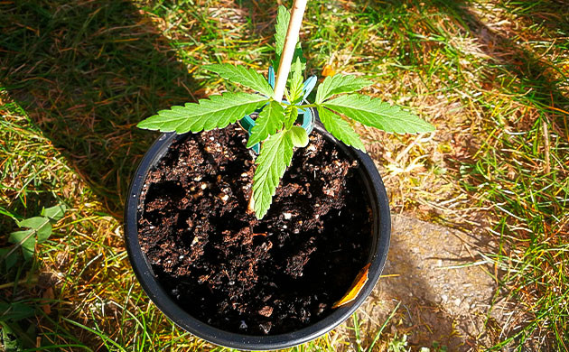 Росток в трехлитровом горшке