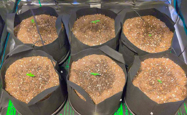 Настройка расстояния до ламп для куста Afghan Kush Ryder Auto