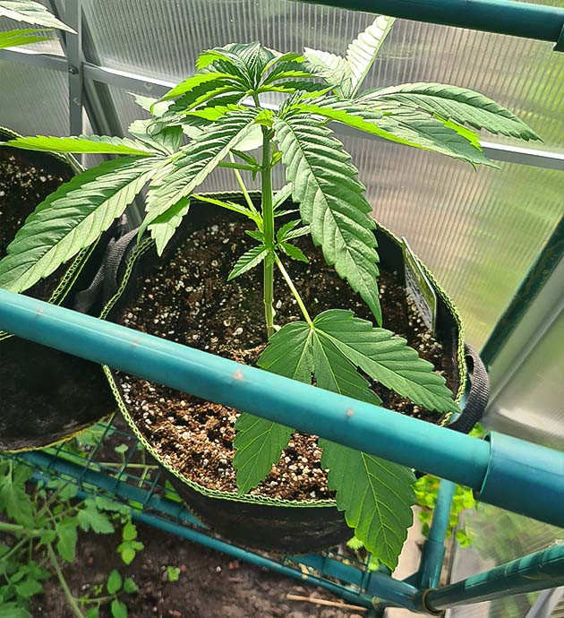 топпинг растения Chemical Bride