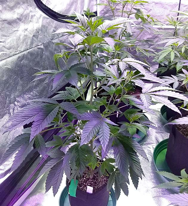 Пересадка в большие гроубэги