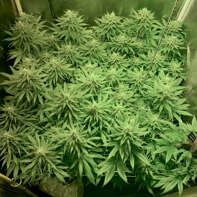 Пятая неделя цветения каннабиса