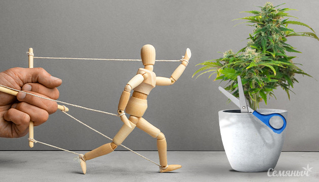 Помощь марихуаны в борьбе с зависимостями