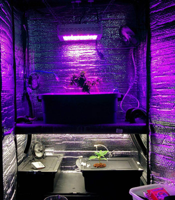 Росток марихуаны Fruit Punch fem в гроуруме