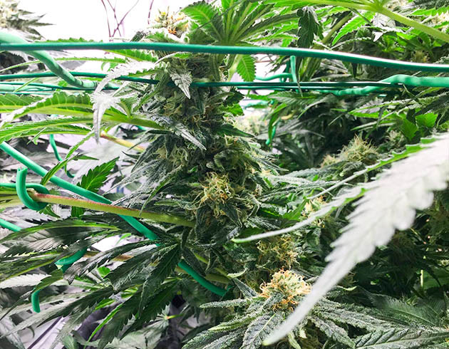 Соцветие Sugar Candy