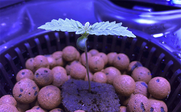 Проращивание семян марихуаны