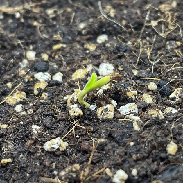 Первые шаги молодого титана