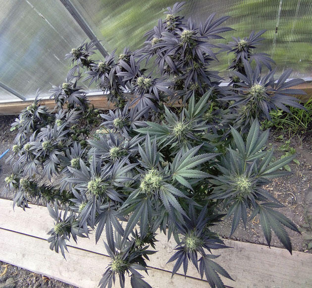Фиолетовый каннабис с тяжёлыми смолистыми соцветиями