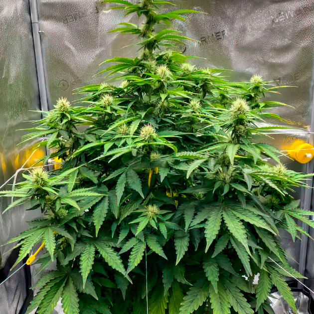 Автоцвет каннабиса на стадии активного формирования бутонов