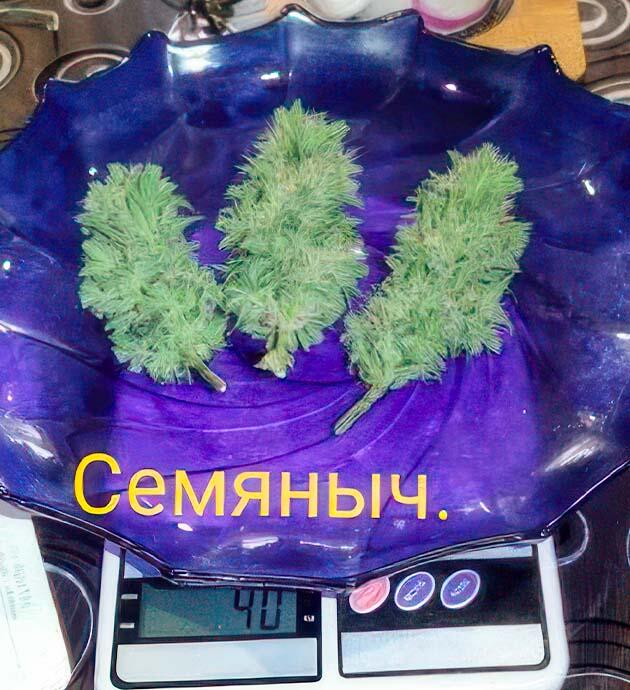 Сбор урожая, тримминг и сушка марихуаны Куст +Speed Auto на последней неделе выращивания