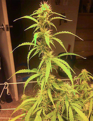 Маленькие шишки полностью покрывающие ветвь