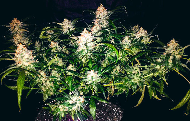 Харвест и сушка соцветий Zkittlez Auto