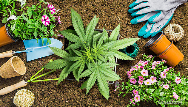 Сорта конопли для дачи