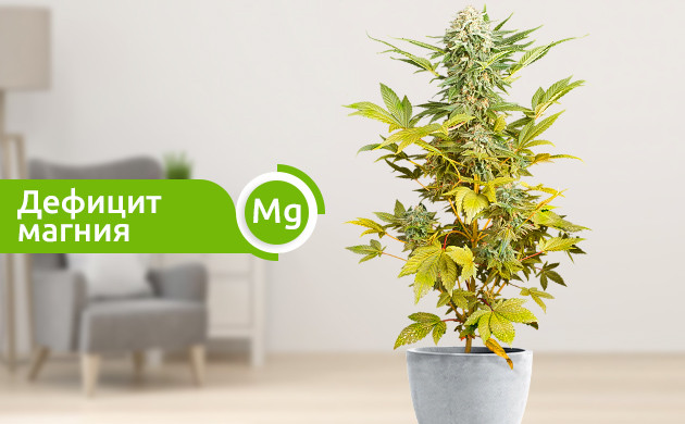 Постепенное пожелтение куста до верхушки при нехватке магния