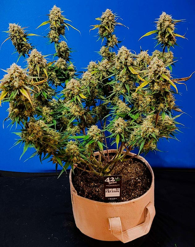 подготовка к харвесту Gorilla Zkittlez Auto