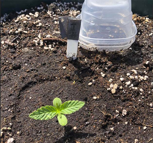 Original Jack Herer Auto дневник по выращиванию