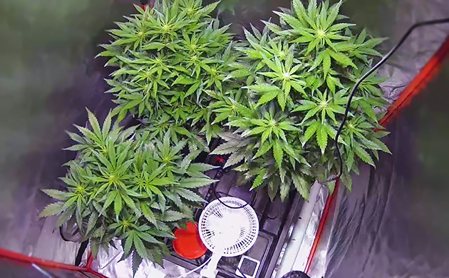 Питательные вещества для конопли