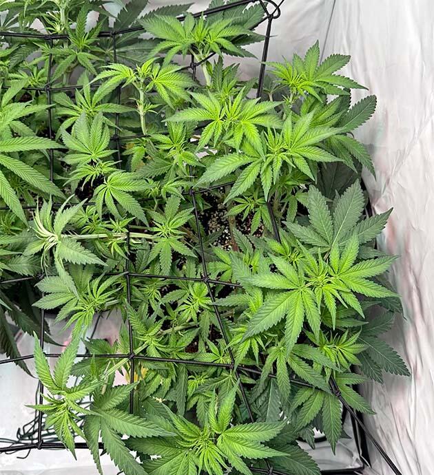 Конопля под сеткой ScrOG