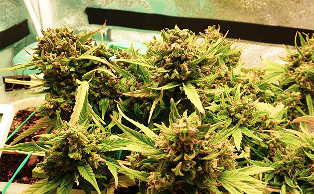 Плотные и увесистые шишки