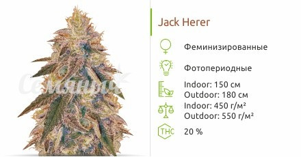 Jack Herer от Vision Seeds