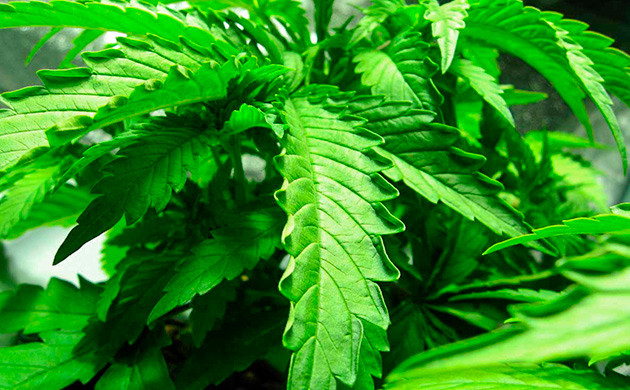 Как уберечь коноплю от жары