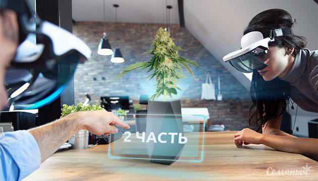 Новые технологии для увеличения урожайности конопли