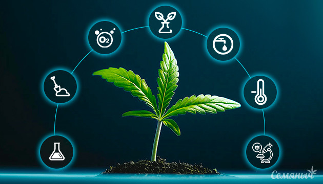 Методы селекции конопли