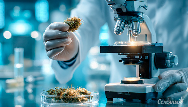 Каннабиноиды марихуаны: обзор свойств и эффектов