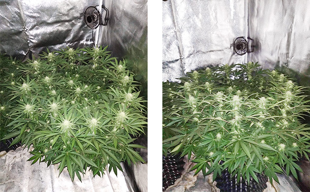 Куст высотой 70 см