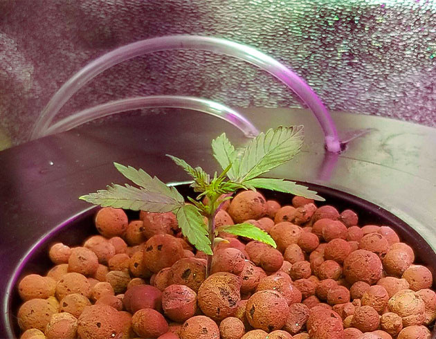 Стимуляция роста куста Purple Juice Auto