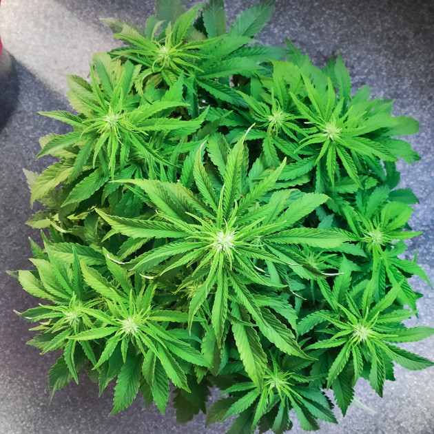 Цветение Auto White Widow на 5 неделе выращивания