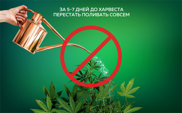 Полив марихуаны