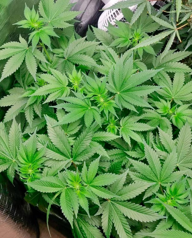 6 неделя выращивания каннабиса