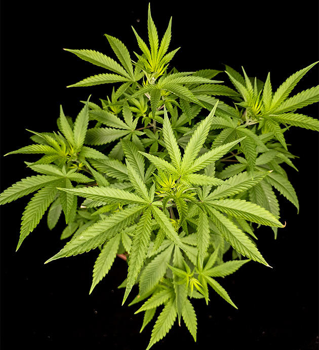 6 неделя Tropicana Cookies FF от FastBuds