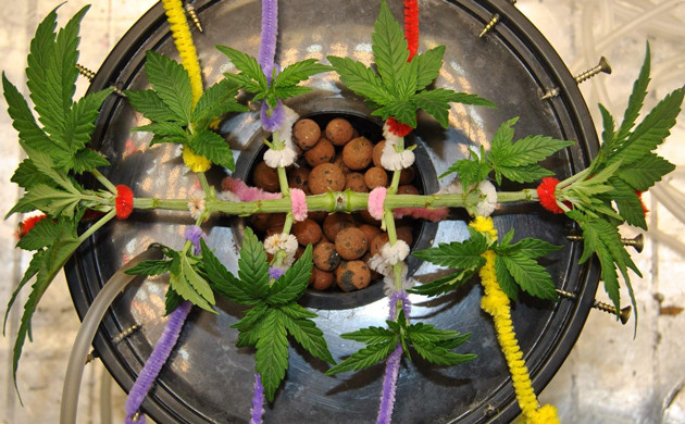 Фото куста после тренировок