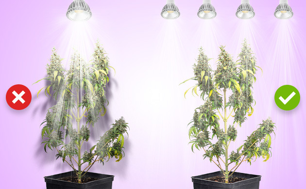 Освещенность куста в зависимости от количества COB-ламп