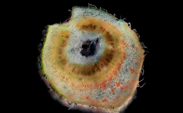 Срез черешка листа под микроскопом