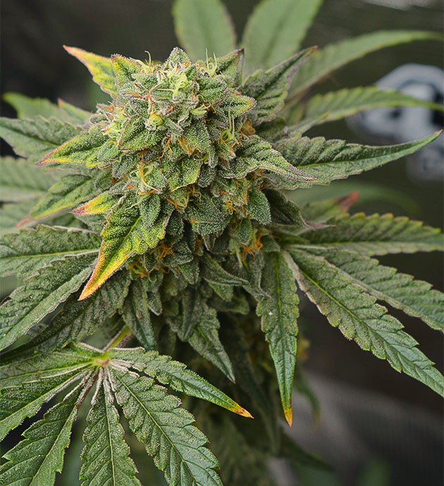 High Society: идеальный бисквитный аромат