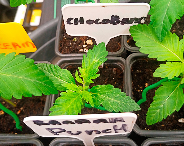 Растишка с больными листьями