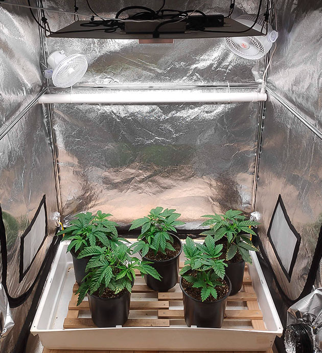 Горшки с кустами в просторном боксе