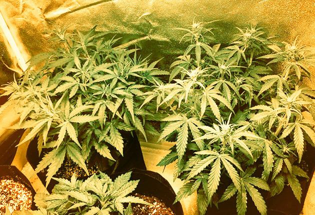 Кустики по 30 см роста