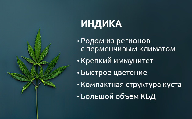 Индика: быстрое цветение и плотные шишки