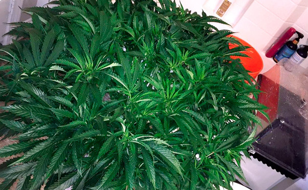 Куст 48 сантиметров 