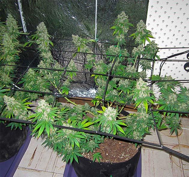 Куст 10th Planet R1 от Ethos Genetics на 14 неделе