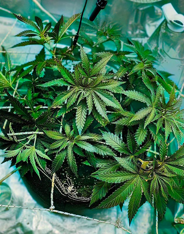 Шестая неделя выращивания