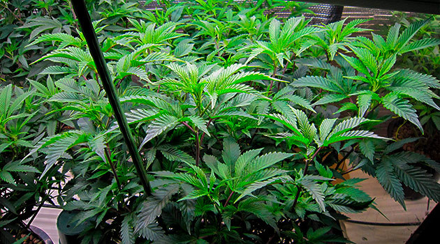 Тренировка куста DDoS #33