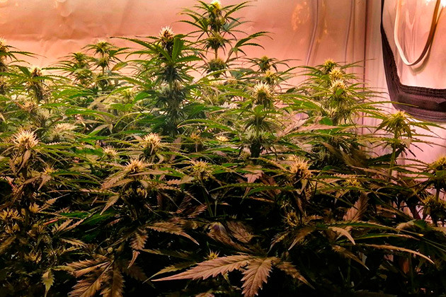 Куст Original Auto Skunk на 7 неделе выращивания